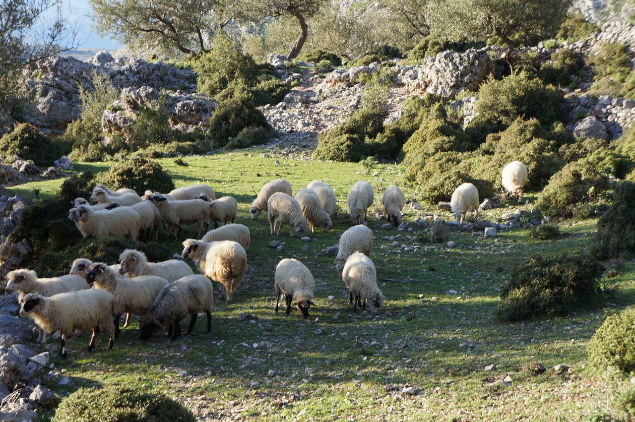 Les Villas De Κηπαρό Εξωτερικό φωτογραφία